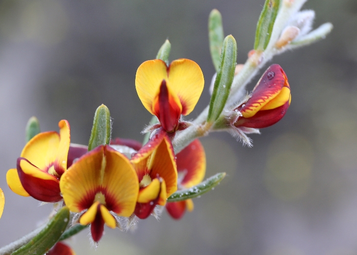 Western Australian Plants Fabaceae